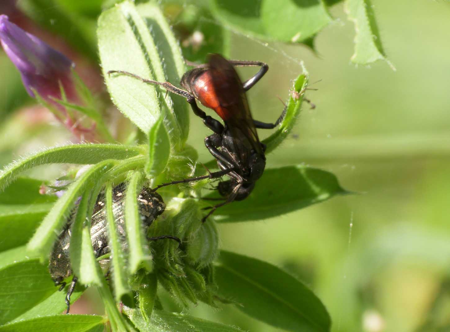 Pompilidae rosso e nero